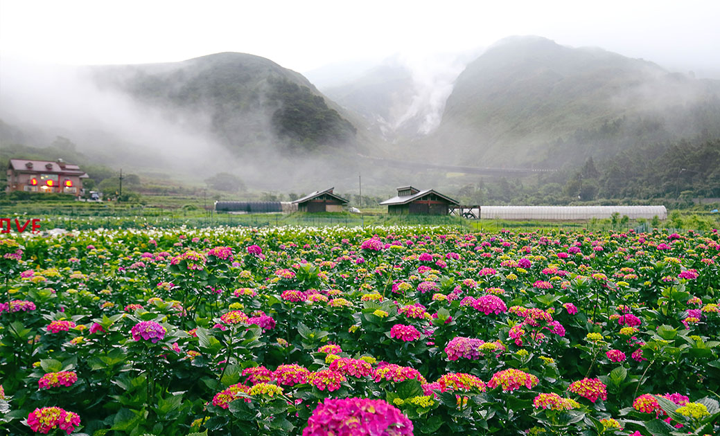 ▲竹子湖繡球花季 5 月 18 日登場，台北市公共運輸處為配合提前上山賞花民眾搭乘需求，協調大都會客運及三重客運，部分路線自即日起開闢花季專車輸運賞花人潮。（圖／北投區農會）