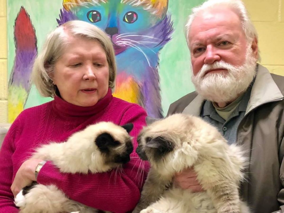 美國一對老貓姊妹花差點被安樂死。（圖／FB@FAACAC）