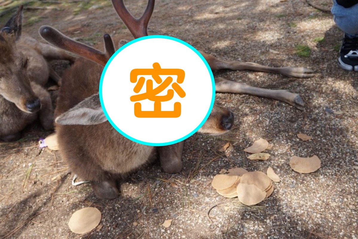 ▲奈良鹿被遊客們「仙貝疊疊樂」超無奈。（圖／翻攝自推特「bubble_oOoO」）