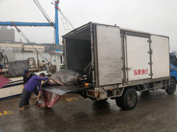 夢幻鯊魚現蹤　漁民捕獲世界罕見巨口鯊