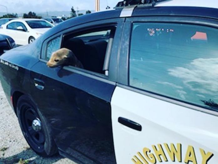 當Pereira打開警車的門，乖巧的海獅似乎知道要做什麼，自己跳上了後座，安安穩穩坐在上面。 （圖/Facebook@ CHP - San Francisco）