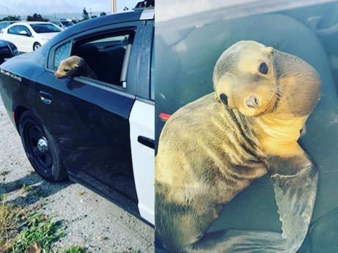 當Pereira打開警車的門，乖巧的海獅似乎知道要做什麼，自己跳上了後座，安安穩穩坐在上面。 (圖/Facebook@ CHP - San Francisco)