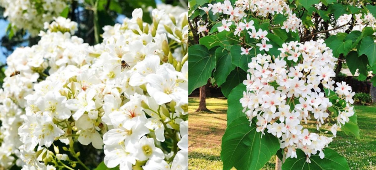 ▲漫步唯美五月雪　全台桐花季限定打卡地大公開！(圖/公關照片)