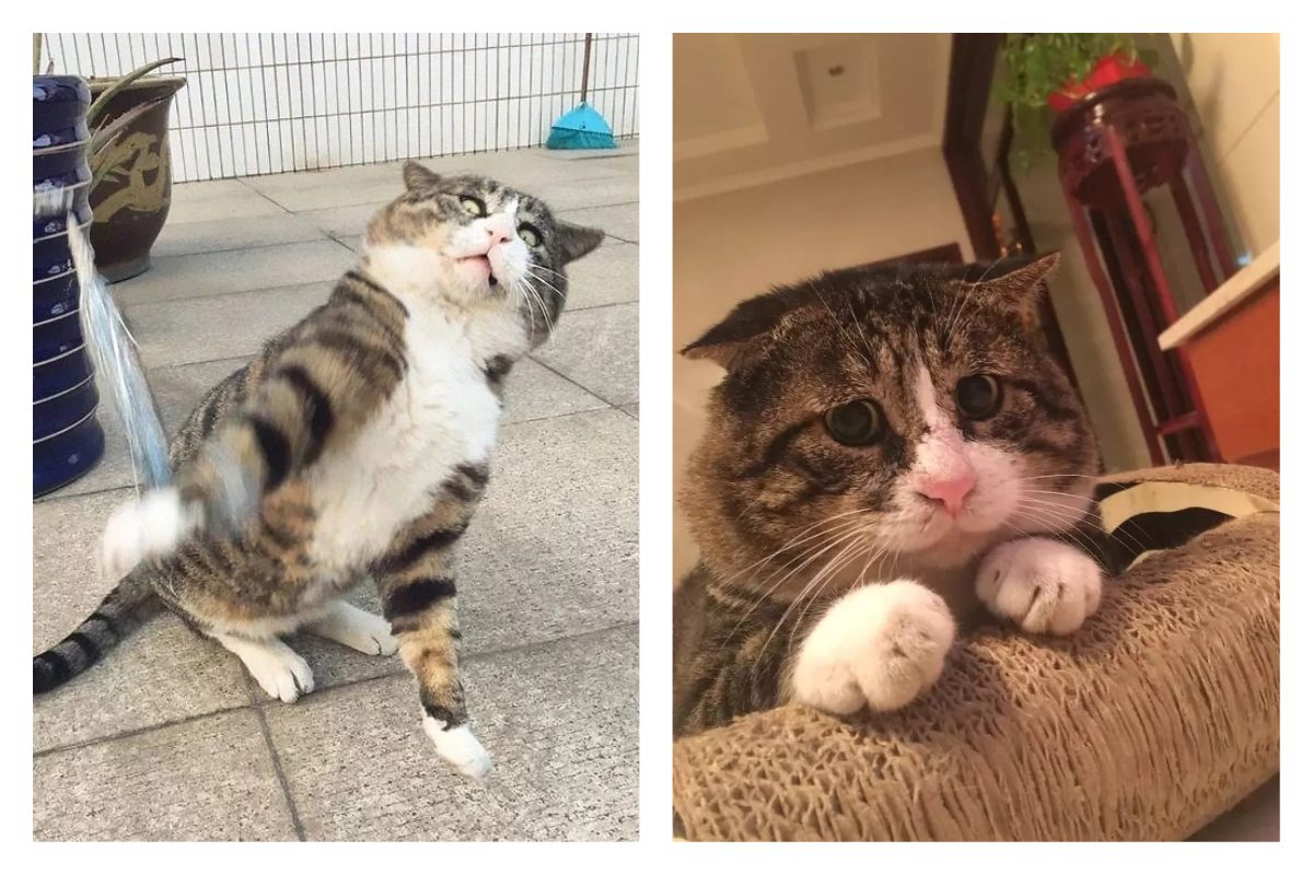 ▲表情超生動的喵星人阿肥在網路爆紅，被外國媒體報導。（圖／翻攝自 tang9599 的 IG）