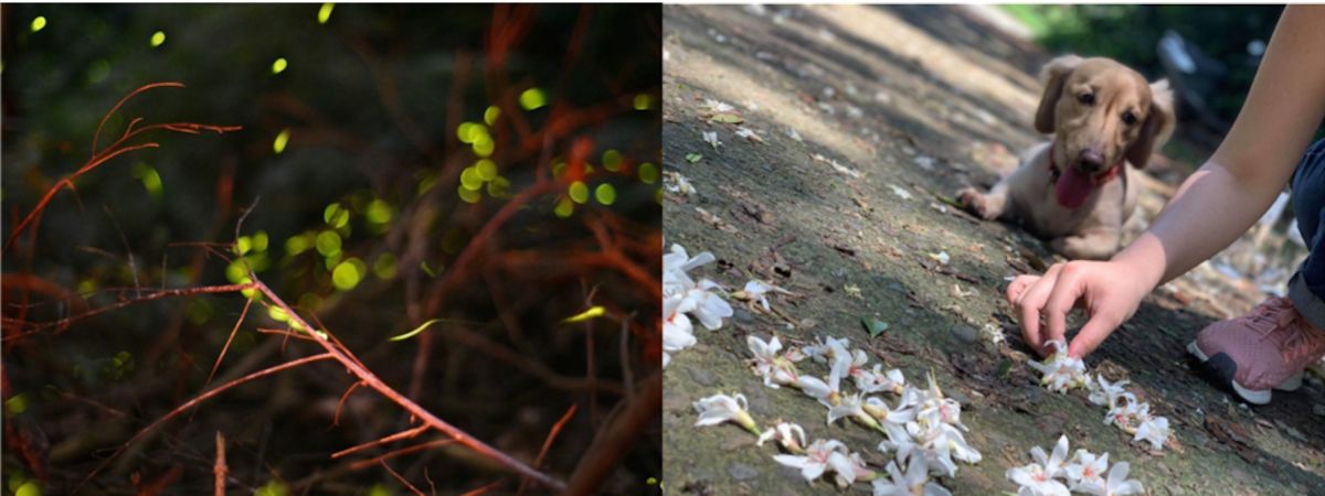  ▲帶著毛小孩一起到新北秘境去賞桐、賞螢！(圖/公關照片)