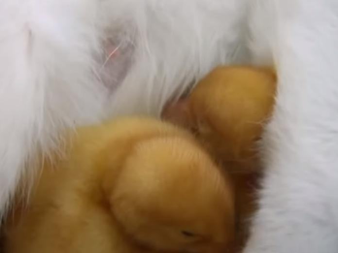 專家說，或許是滿滿的母愛和舒適的環境影響了小鴨，讓他們決定成為「黃色小貓」。 （圖/Youtube@Wild Things）