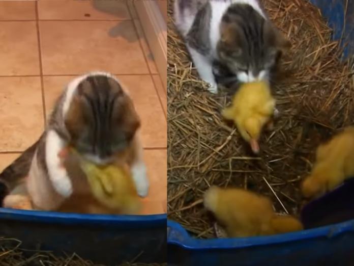 Della會一隻隻把小鴨抓回窩裡，想好好保護牠們。 （圖/Youtube@Wild Things）