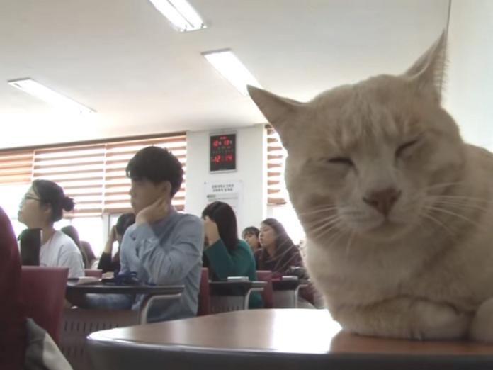 被遺棄橘貓在校園找到360位鏟屎官　趕課生活好充實！
