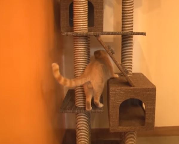 學校甚至幫牠組了一個貓跳台！（圖／翻攝自Youtube@Kritter Klub）