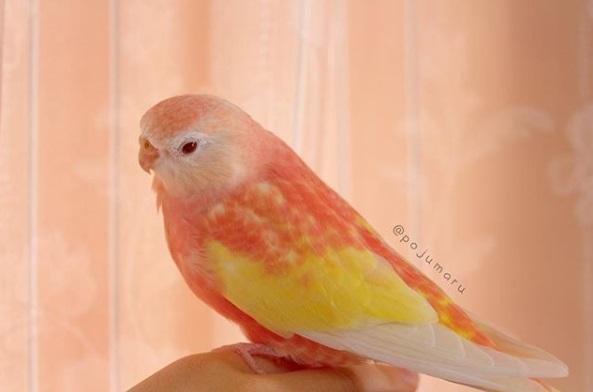 柏克氏鸚鵡羽色多變，這隻名為Padoma的啾啾星人就是夢幻的粉紅搭配粉黃。（圖／翻攝自IG@pojumaru）