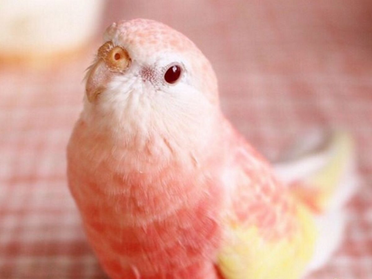 日本一隻柏克氏鸚鵡因羽色夢幻成為IG寵兒。（圖／翻攝自IG@pojumaru）