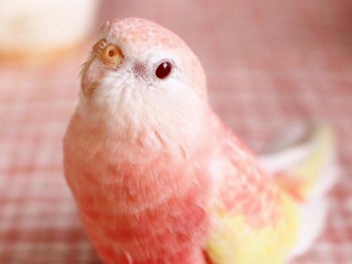 日本一隻柏克氏鸚鵡因羽色夢幻成為IG寵兒。（圖／翻攝自IG@pojumaru）