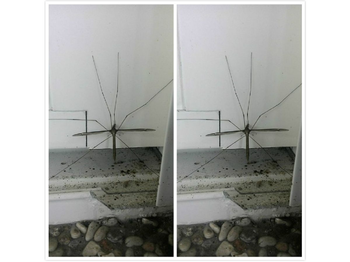 ▲嚇！他驚見「巨無霸蚊子」腿超長，眾人狂勸：別理牠就好。（圖／翻攝自臉書社團爆廢公社）