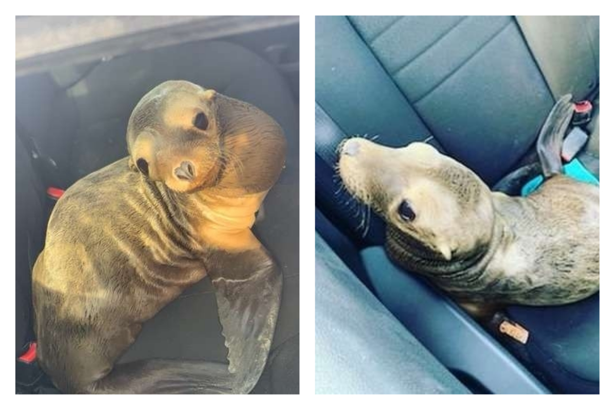 ▲在高速公路上「逮捕」了一隻 Q 萌小海獅，這隻小海獅似乎完全不怕來往的車輛和群眾。（圖／翻攝自推特）
