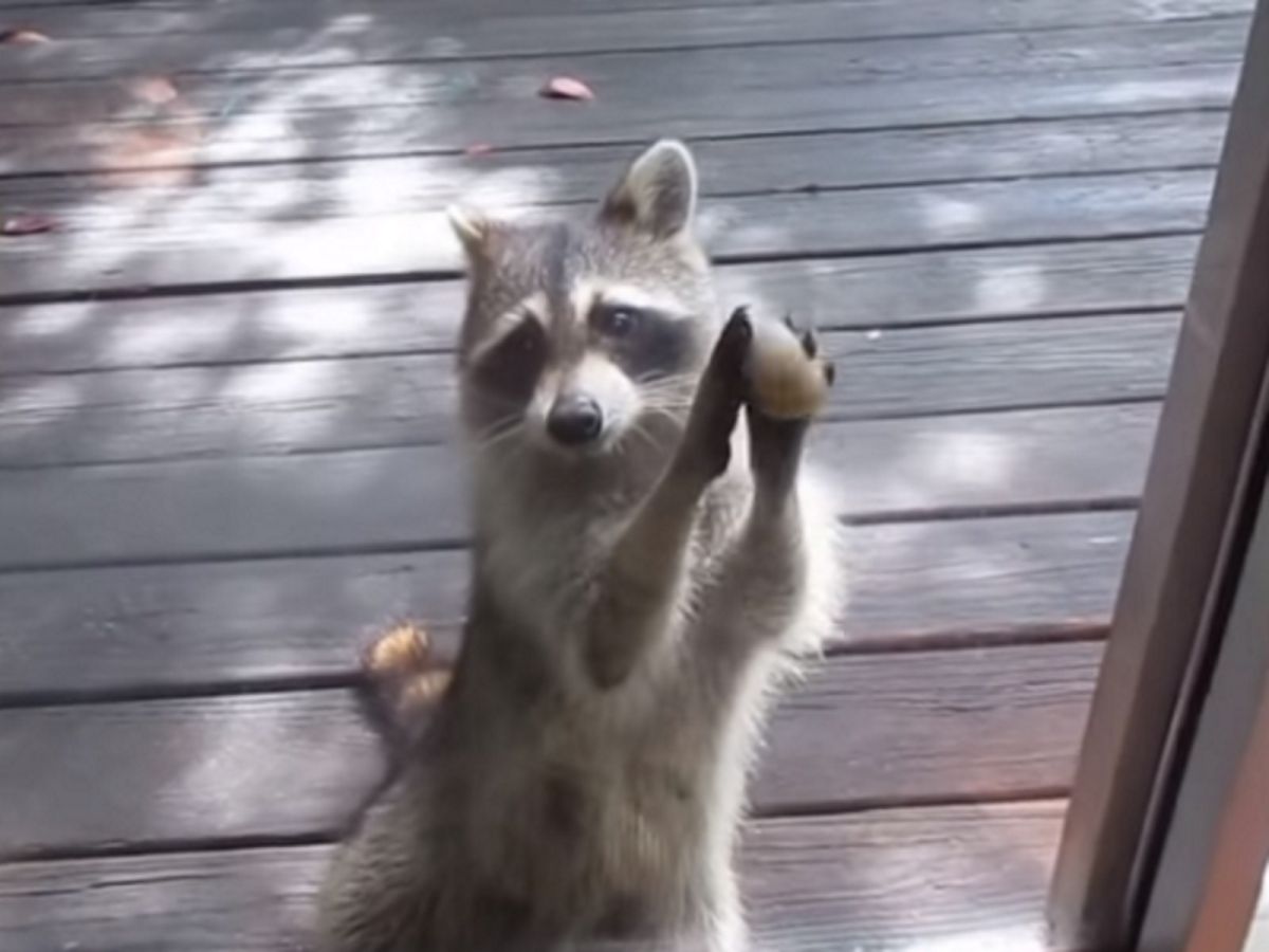 浣熊Rocksy（圖／翻攝自Youtube@ZOOSIELOVESCONCERTS）