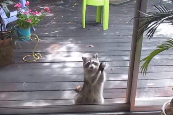 浣熊蘿西每天會出現在蘇西家院子，試圖討食物吃（圖／翻攝自Youtube@ZOOSIELOVESCONCERTS）
