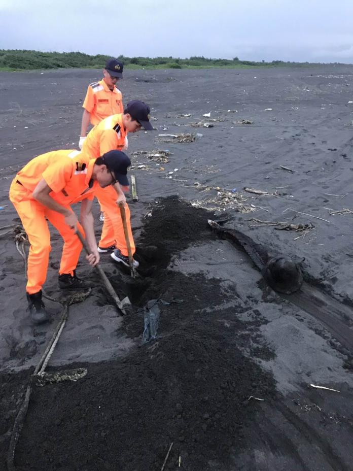 鯨豚悲歌！　宜蘭海岸今年已發現三起擱淺死亡案例
