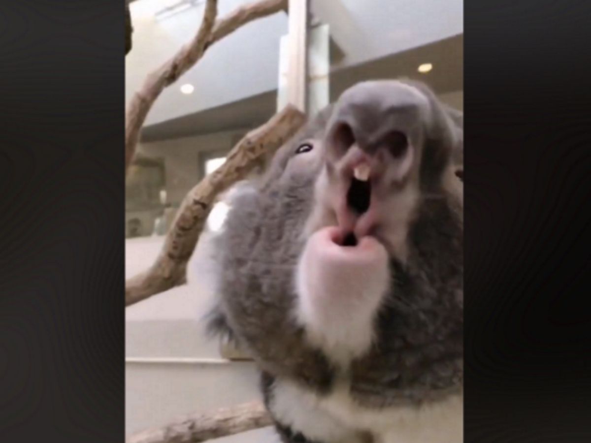 無尾熊噘著嘴發出怪異叫聲，不知道是否是因為想求偶呢？（圖／Twitter@England Hill）