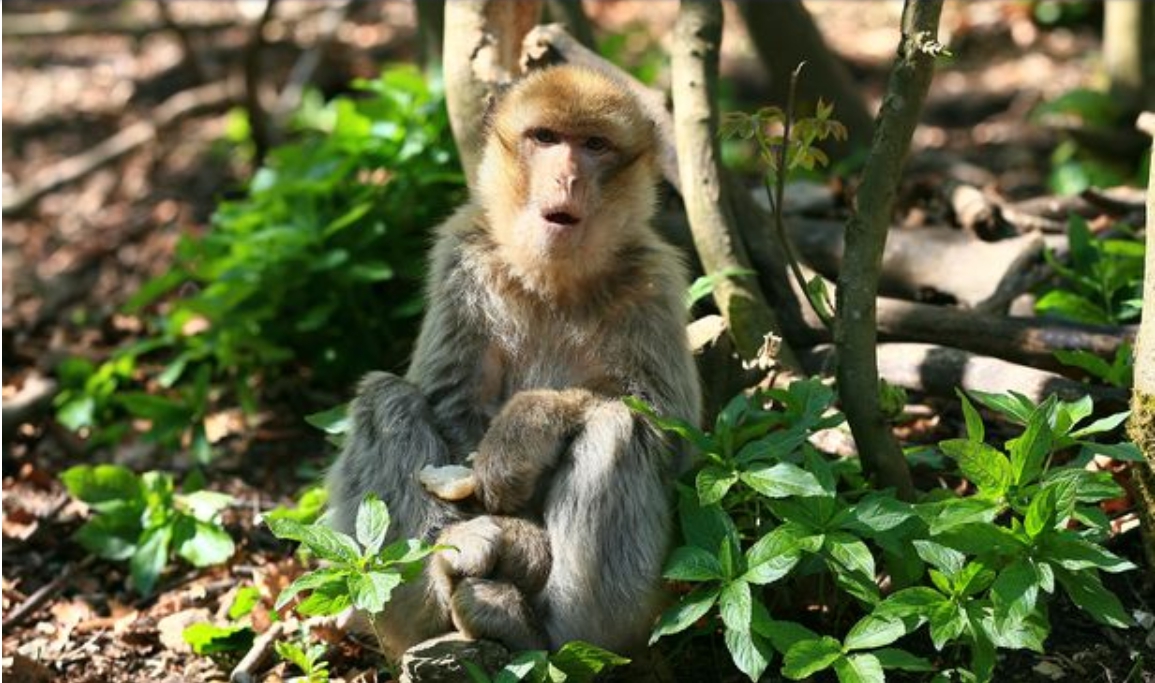 ▲瀕危物種「巴巴利獼猴」。（圖／截自鏡報）