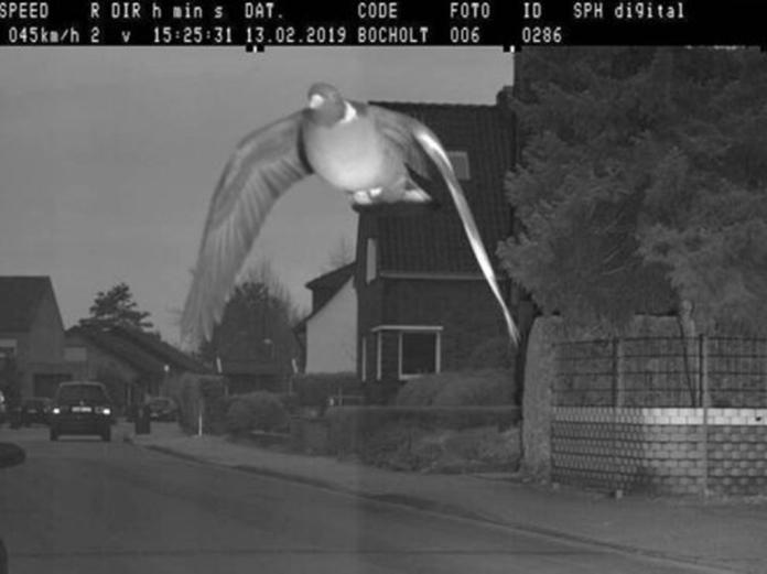 ▲德國一隻鴿子因飛行速度太快，被測速照相機拍下。（圖／翻攝網路）