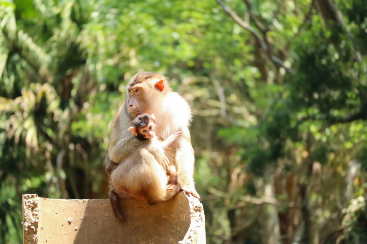 ▲4月份剛出生的豬尾猴寶寶，甫滿月已經會在媽媽身上爬上爬下。（圖／六福村提供）