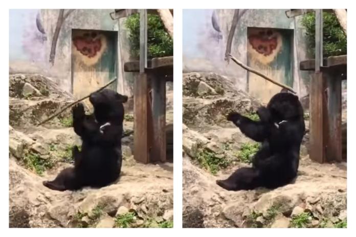 ▲有民眾將黑熊可愛模樣拍下發在網路上，讓許多網友直呼「好可愛」。（圖／翻攝自 Twitter ）