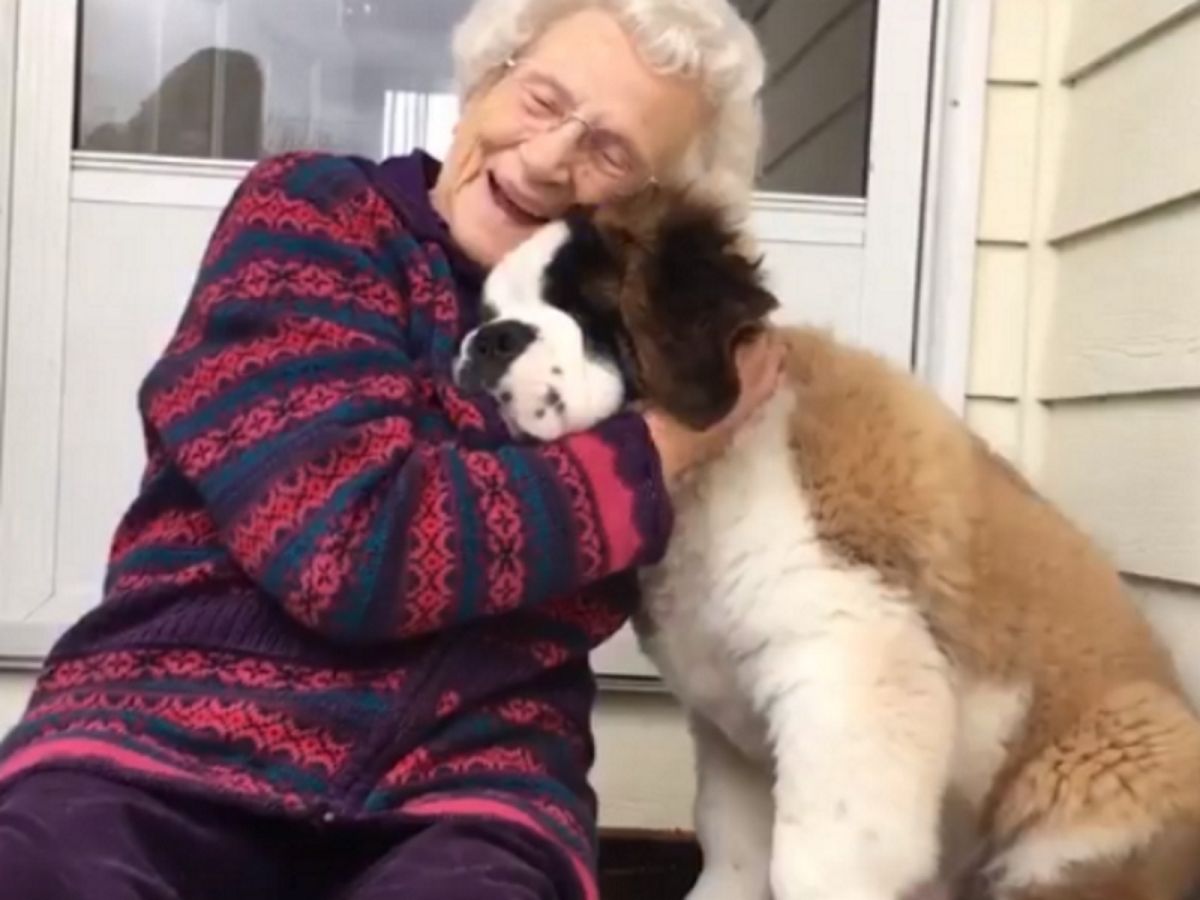 暖男聖伯納每天造訪獨居奶奶　讓她重拾笑容超窩心
