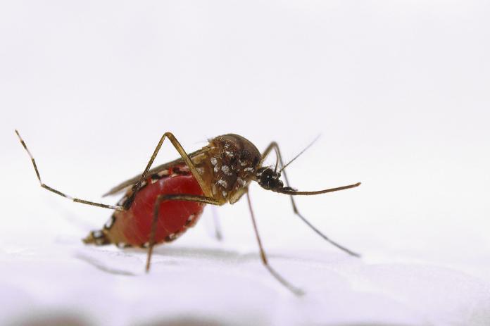 登革熱病媒蚊-埃及斑蚊，Aedes aegypti。（圖／美國農業部 USDA-ARS）