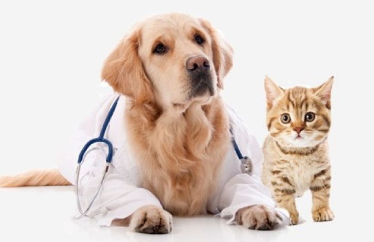 ▲大陸推出首批寵物臉「 AI 識別」醫療保險服務。（圖／翻攝自百度）