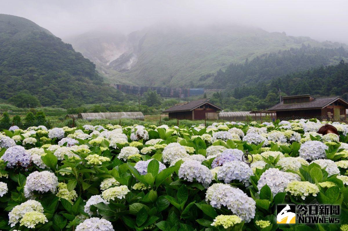 ▲繼海芋之後，色彩繽紛的繡球花已經在竹子湖綻放，整個花期將會延續到 7 月初。（圖／記者陳致宇攝, 2019.05.14）