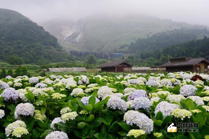 竹子湖繡球花盛開到7月　半日遊程限量6梯次開放報名

