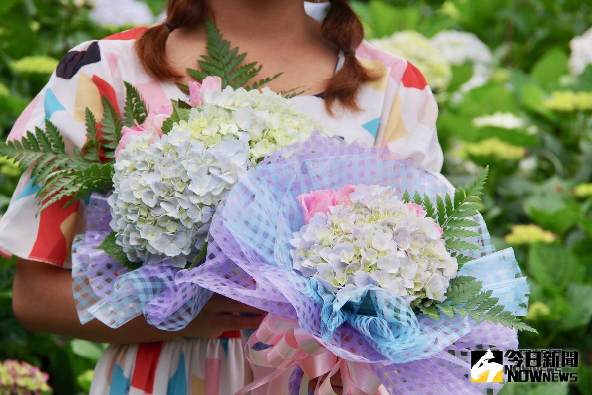 ▲竹子湖繡球花季登場，花農教大家，採完的繡球花最好全花浸泡在水中約 20 分鐘，這樣才能確保繡球花插瓶後也能開的亮麗鮮豔。（圖／記者陳致宇攝, 2019.05.14）