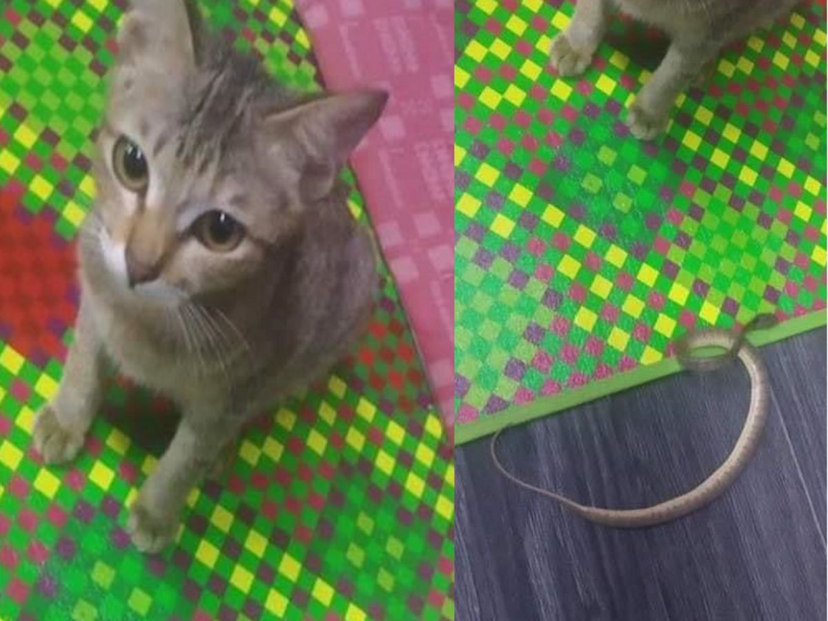 虎斑貓咬壞主人的耳機，竟抓野生小蛇來賠罪！（圖／FB@PawsLogic）