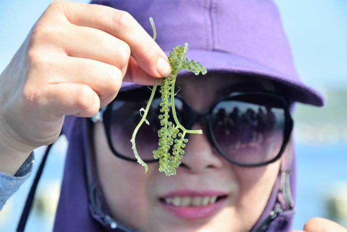 澎湖海洋活化　海葡萄養殖成功淨化海域

