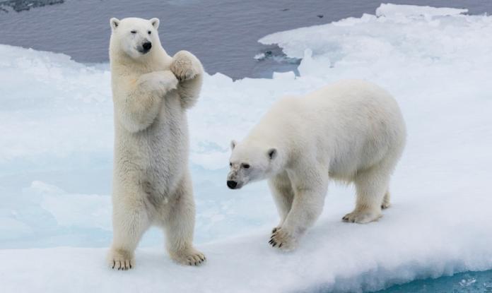 北極海氣溫熱達攝氏29度　專家示警：二氧化碳濃度創新高
