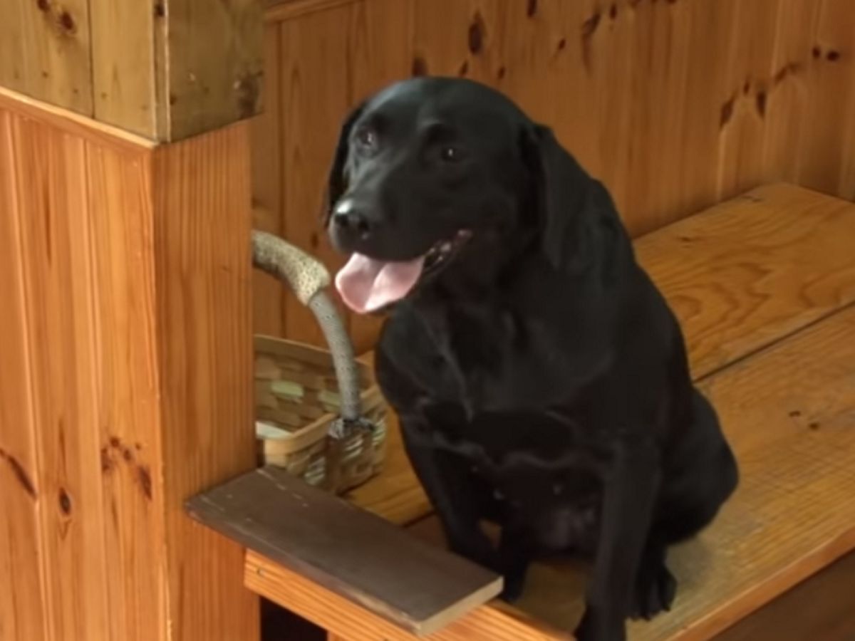 Haneul每天都在燒烤店上班，最喜歡看到客人上門，還會一一鞠躬歡迎！（圖／翻攝自FB@The Pets Home）