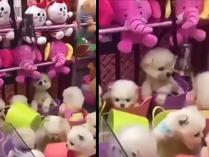 一群小狗被困在夾娃娃機台裡面，看起來茫然又害怕，很想出來的樣子。 （圖/Youtube@Awesome Gary）
