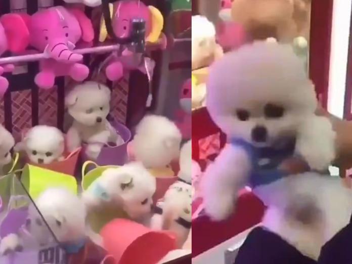 小狗被狠心放在娃娃機供夾取　國際動保組織強烈譴責
