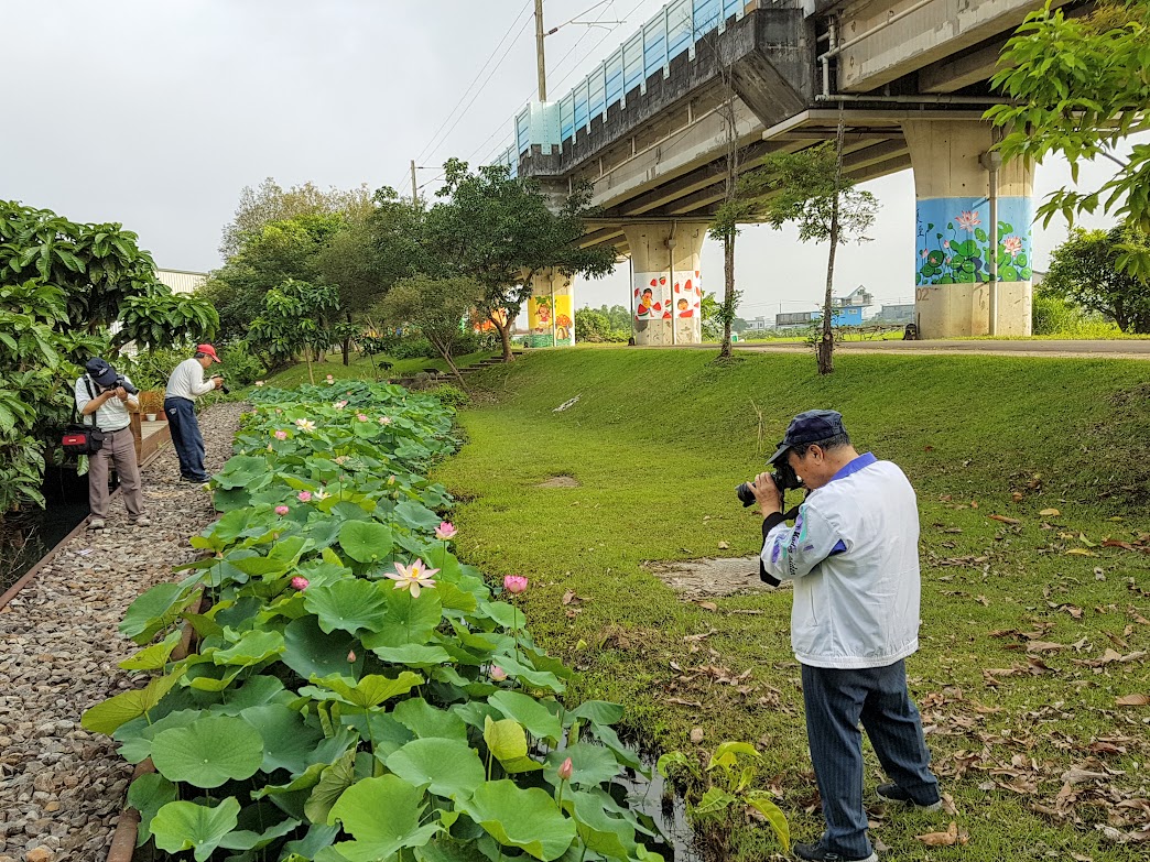 ▲宜蘭市高架鐵路下靠近壯二路壯二鎮安廟前有一處荷花池，目前正值荷花盛開，不少愛好攝影人士把握難得機會前來拍照。（圖／記者李清貴攝,2019.05.16)