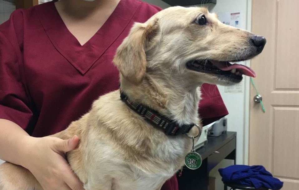 ▲從動物之家認養的犬隻有高達半數未絕育，新北市議員鄭宇恩認為變相造成動保處在製造流浪狗。（圖／翻攝自動保處臉書）