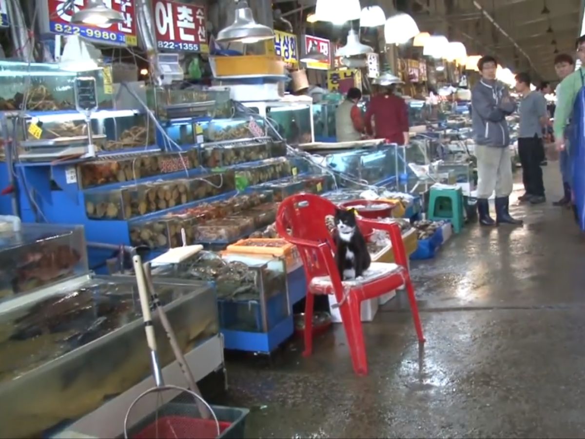 Suhyup不停左右張望，就怕守護的魚魚出了什麼事。(圖/Youtube@James Alan)