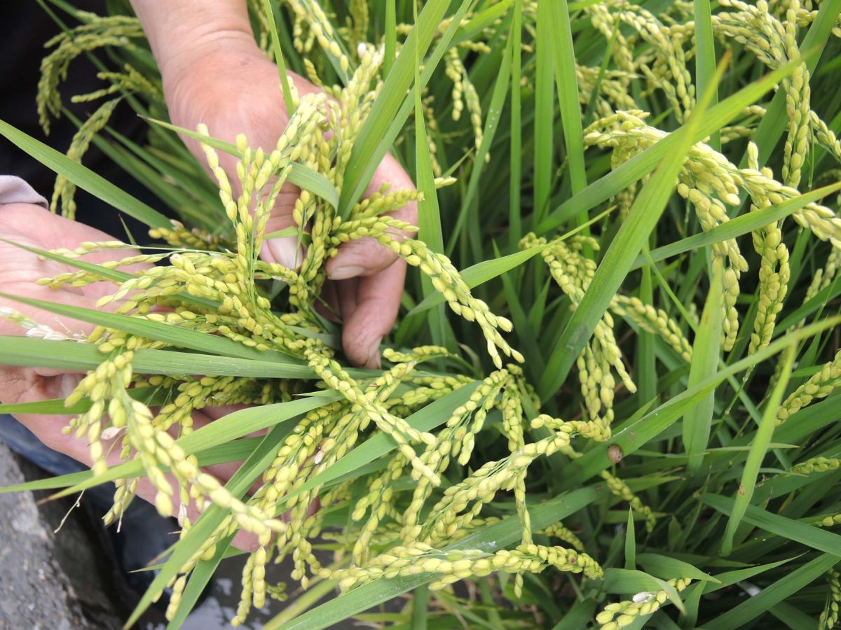 ▲使用即溶複肥之水稻植株生長平均且健壯因而有效提升產量。平均穗數由38穗提升至50穗。（圖／記者陳雅芳攝，2019.05.16）