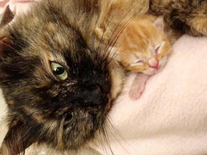 母貓對奶貓的愛實在太偉大了！ （圖/Sparkle Cat Rescue）