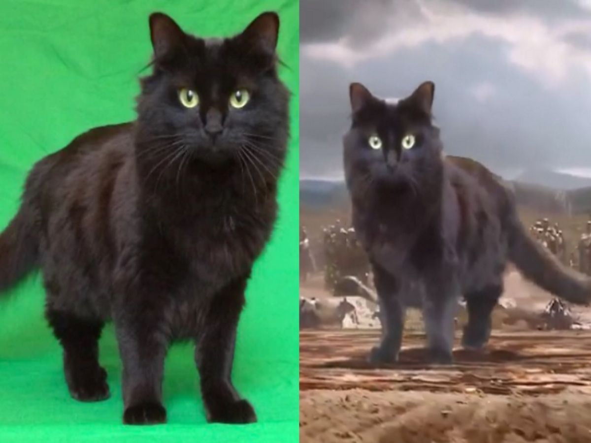 （圖／cat adoption team 以及翻攝自IG@owl__kitty）