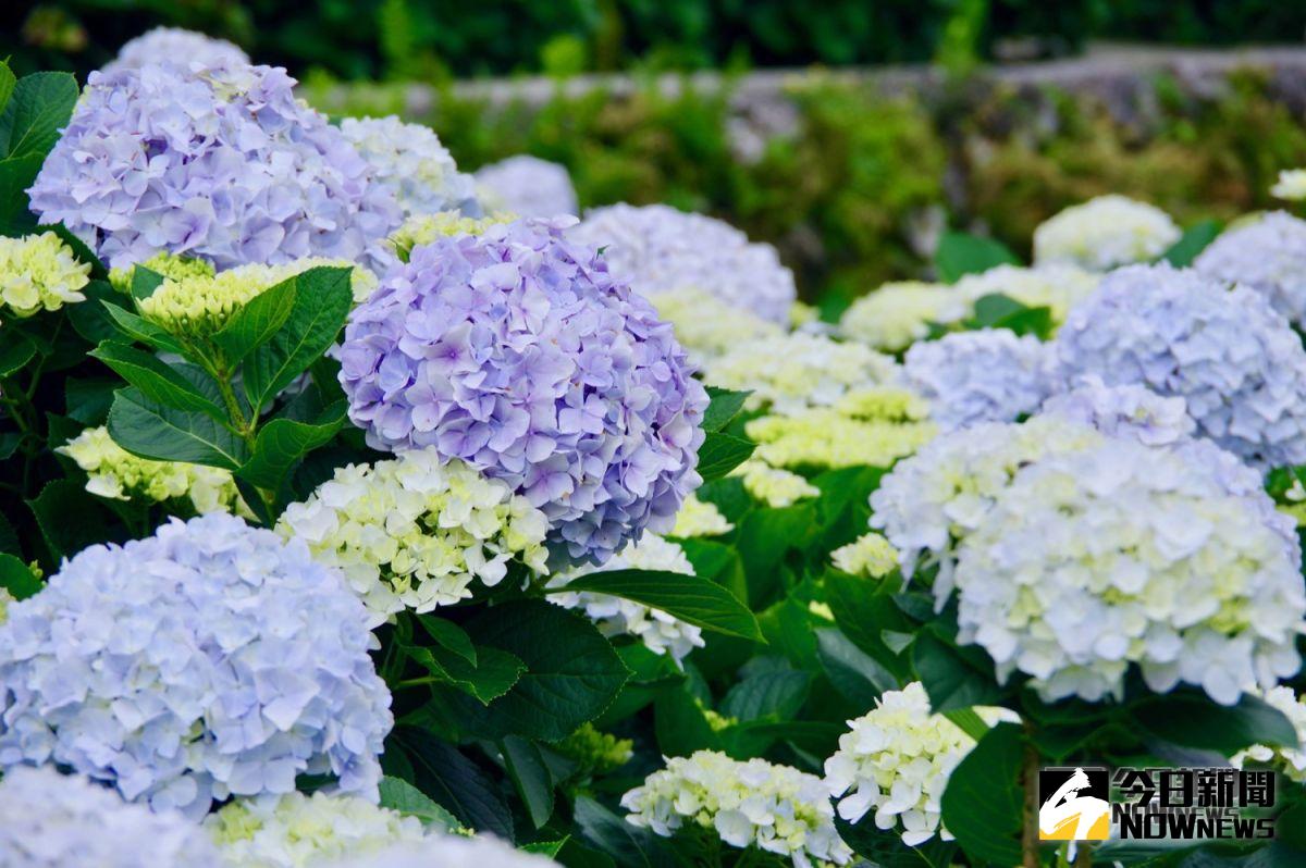 ▲竹子湖繡球花季活動今（ 18 ）日起登場，台北市交通局也規畫相關交通管制措施。（圖／記者陳致宇攝）