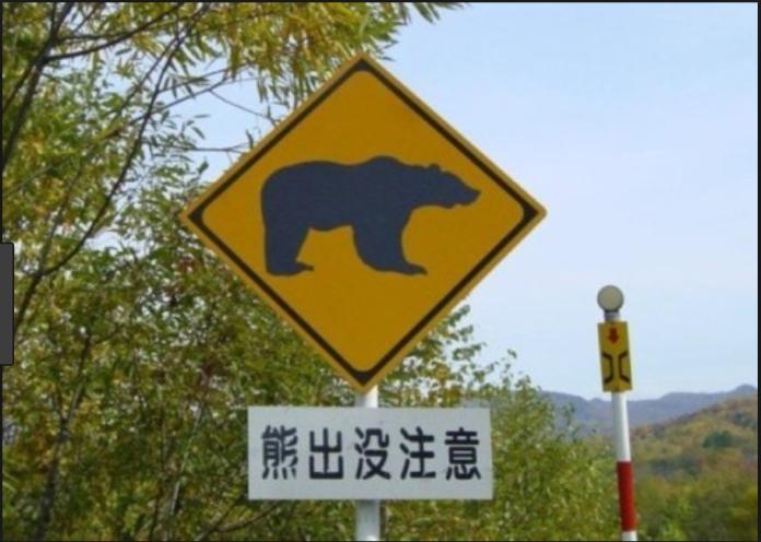 小心熊出沒！追趕單車撞車　小貨車車牌撞凹熊還沒事
