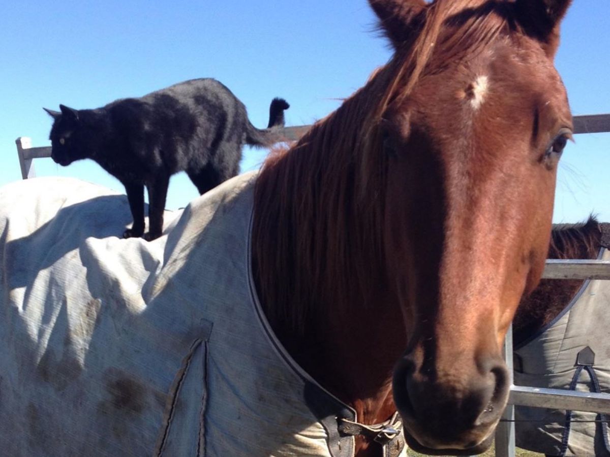 主人說：「他們對彼此的愛很深，我很難想像牠們沒有另一半該怎麼辦。」 (圖/IG@champy_and_morris)
