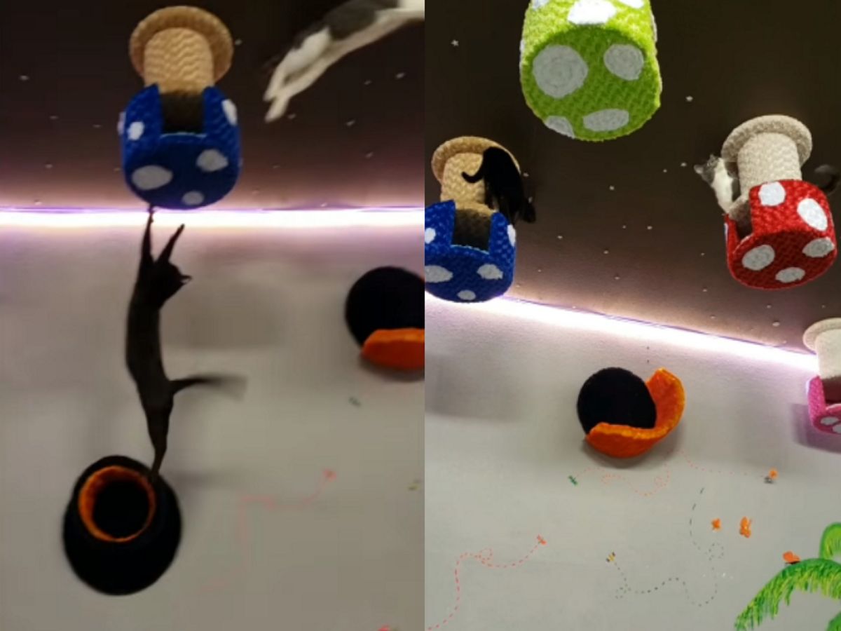 瘋狂貓跳台！（圖／FB@Urban Feline）