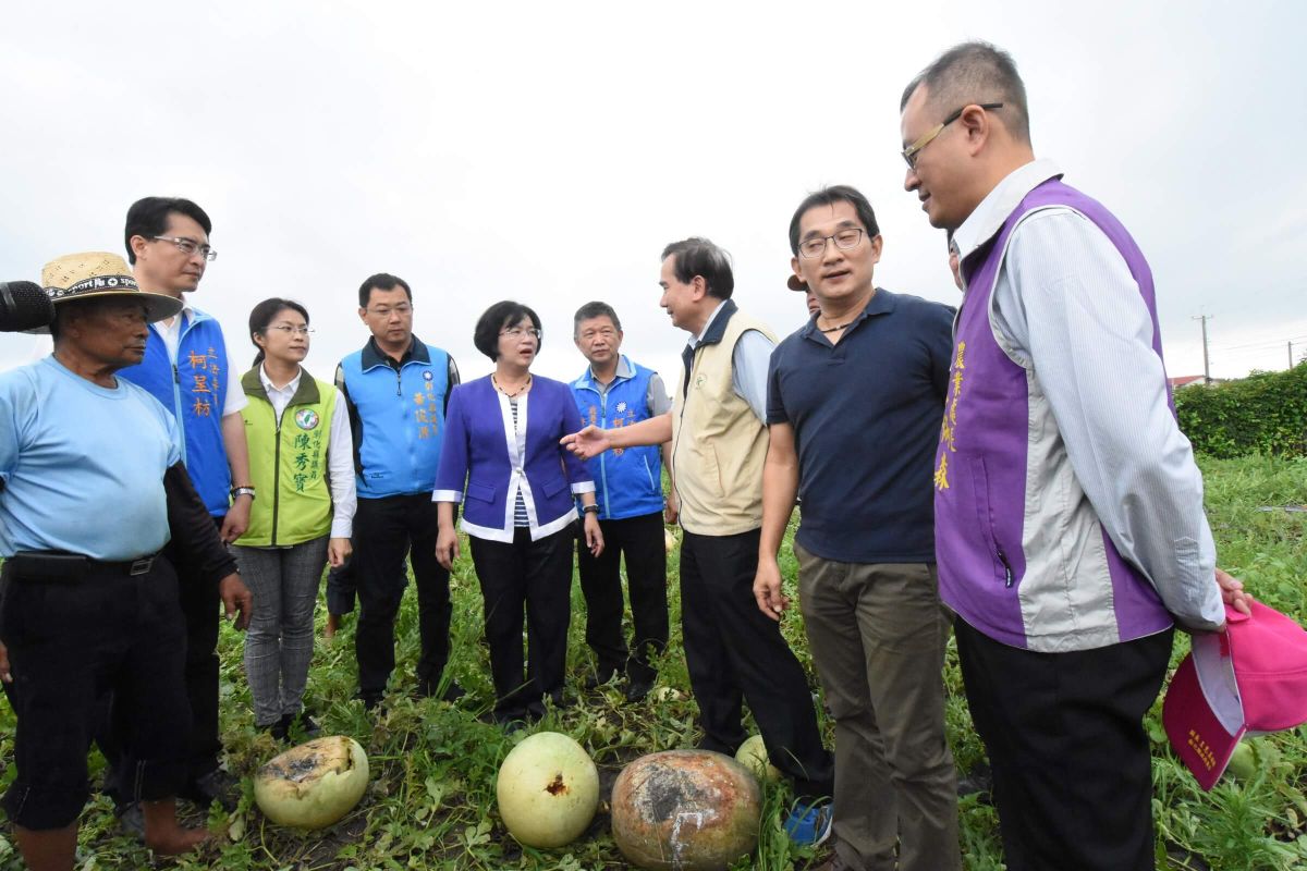 ▲連日雨下不停，又間歇性出大太陽，造成福興鄉西瓜裂果、腐爛。（圖／記者陳雅芳攝，2019.05.20）