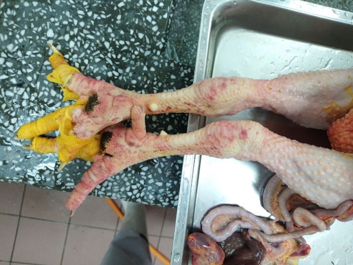 ▲台北市動保處今（ 21 ）日表示，家禽批發市場日前通報一例疑似病死雞，送檢確診為 H5N2 亞型高病原性禽流感病毒。（圖／台北市動保處）